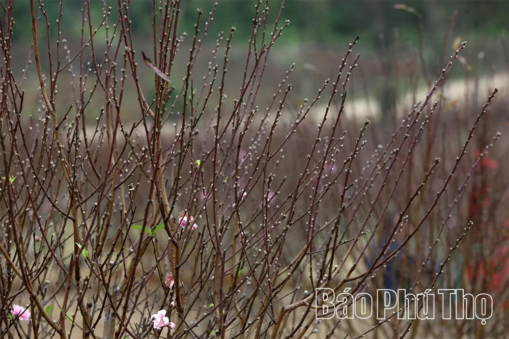 Peach Blossoms Signal the Arrival of Tet