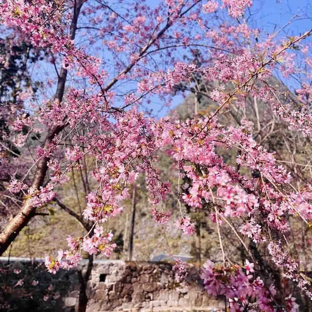 5 tọa độ ngắm hoa xuân nở rộ đẹp nhất miền Bắc ngày giáp Tết