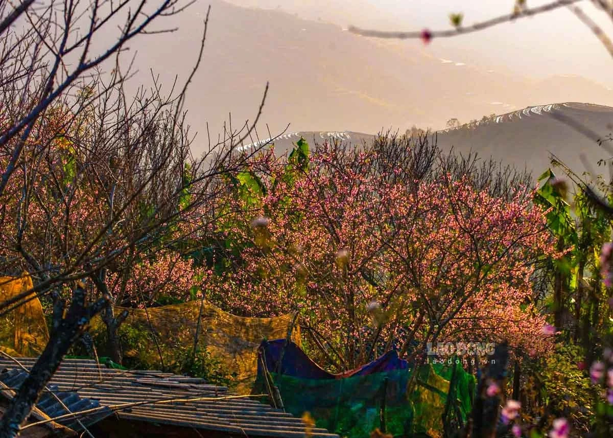 5 tọa độ ngắm hoa xuân nở rộ đẹp nhất miền Bắc ngày giáp Tết