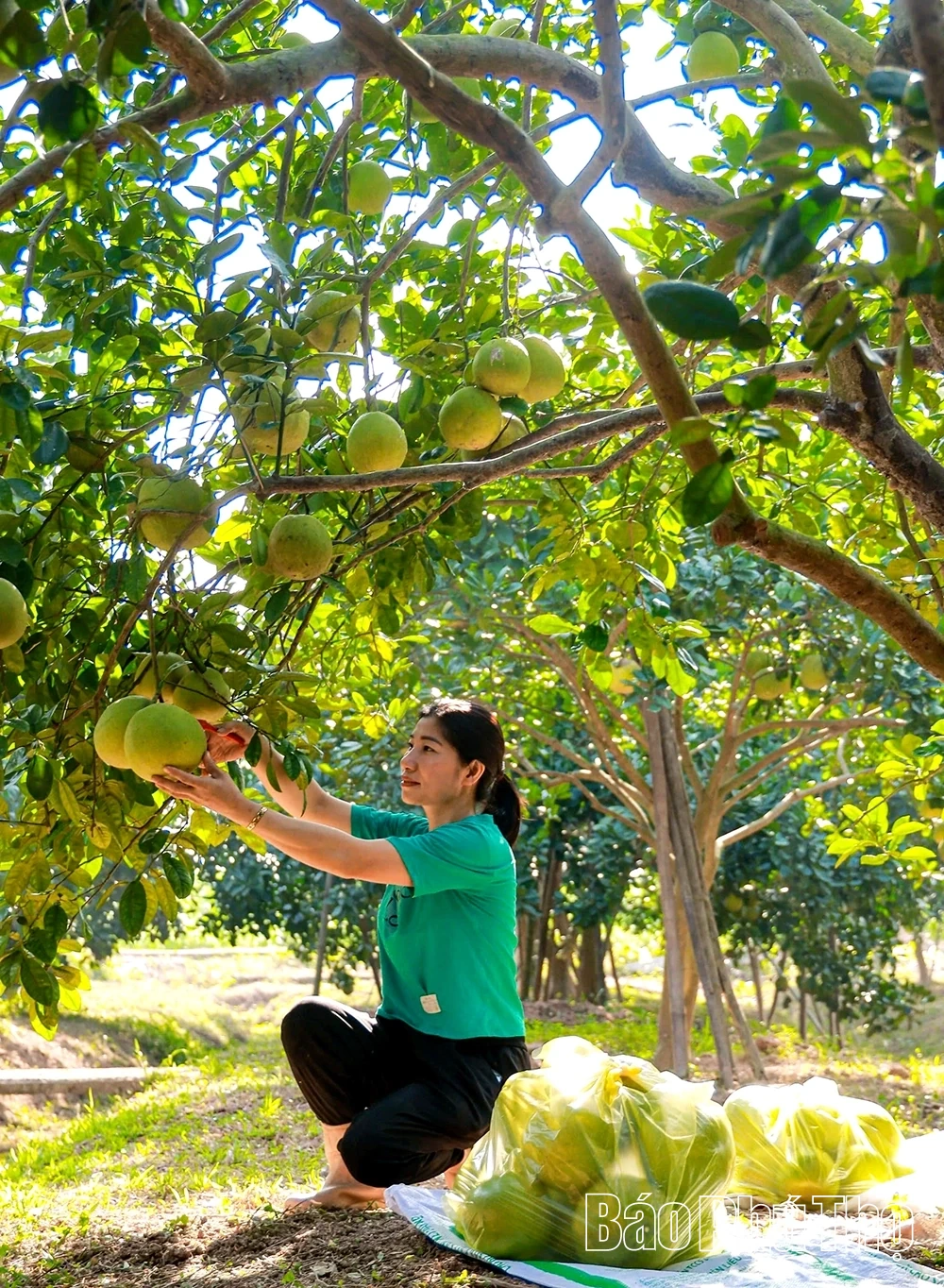 Mùa bưởi chín - thơm hương Tết
