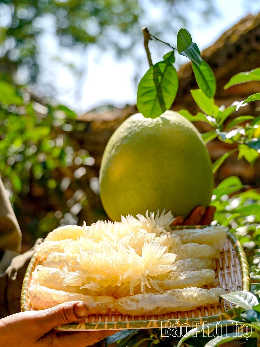 Mùa bưởi chín - thơm hương Tết