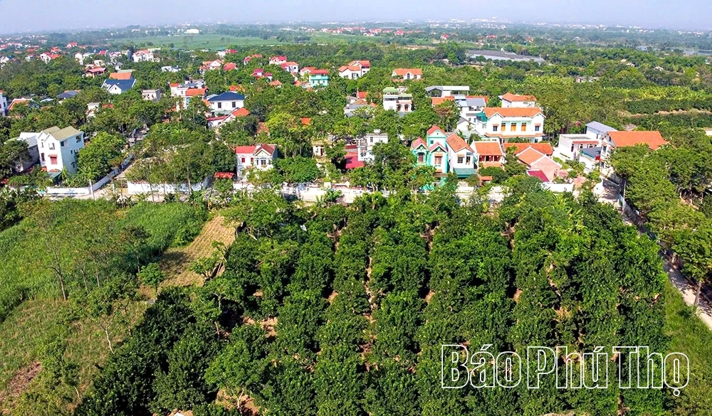 Mùa bưởi chín - thơm hương Tết