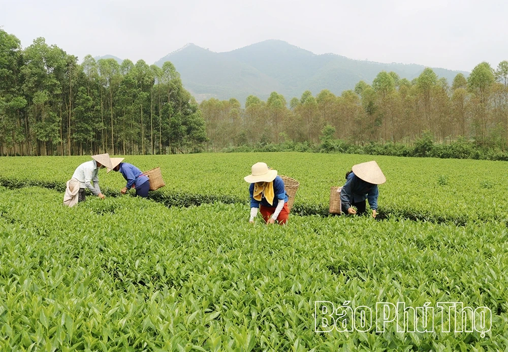 Đậm vị chè xanh Đất Tổ ngày Tết