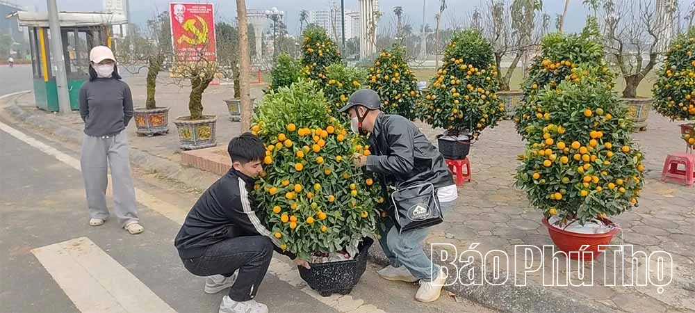 Đưa hoa Xuân xuống phố