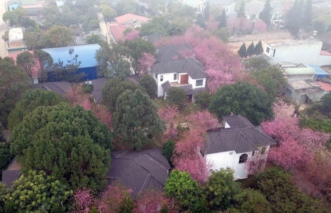 Mộc Châu rực rỡ sắc Xuân, thu hút du khách thập phương