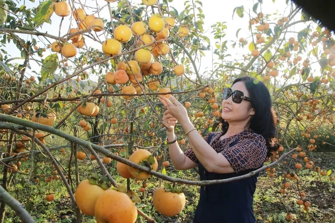 Mộc Châu rực rỡ sắc Xuân, thu hút du khách thập phương