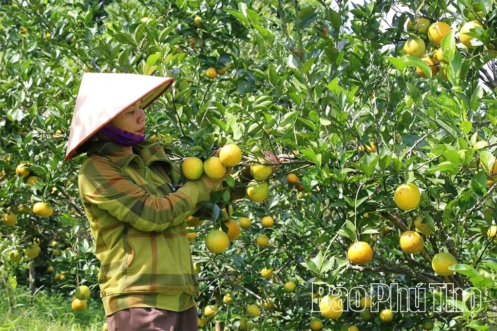 Exploiting the Advantages of Signature Agricultural Products