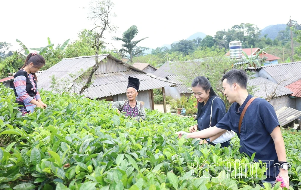 Pà Cò - nơi đại ngàn “thức giấc”