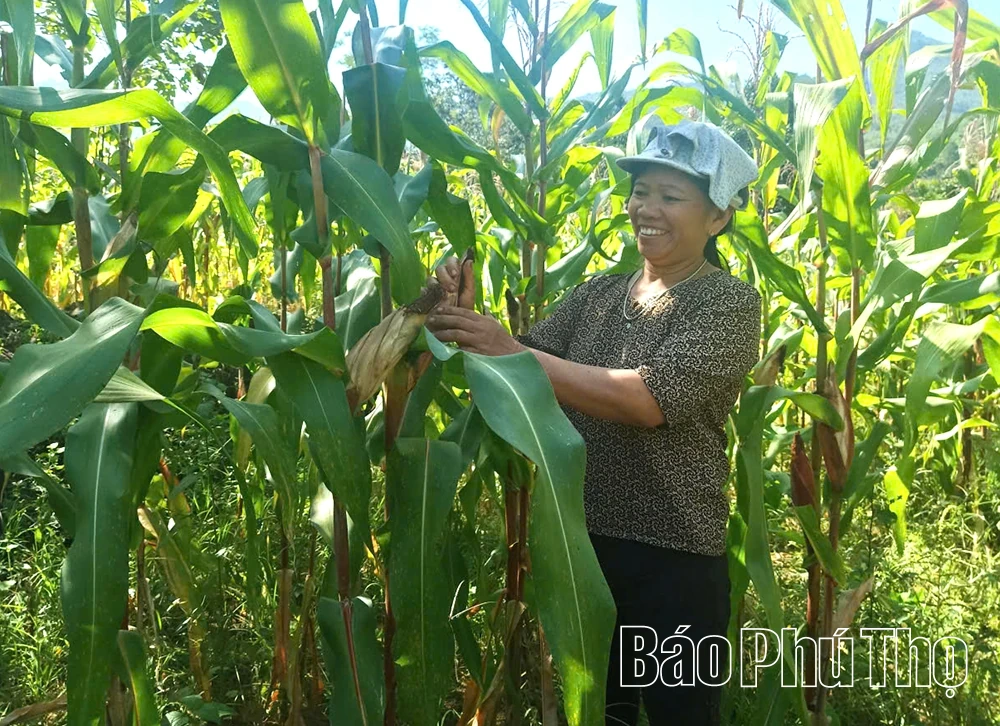 Nắng ấm về bản Suối Rèo