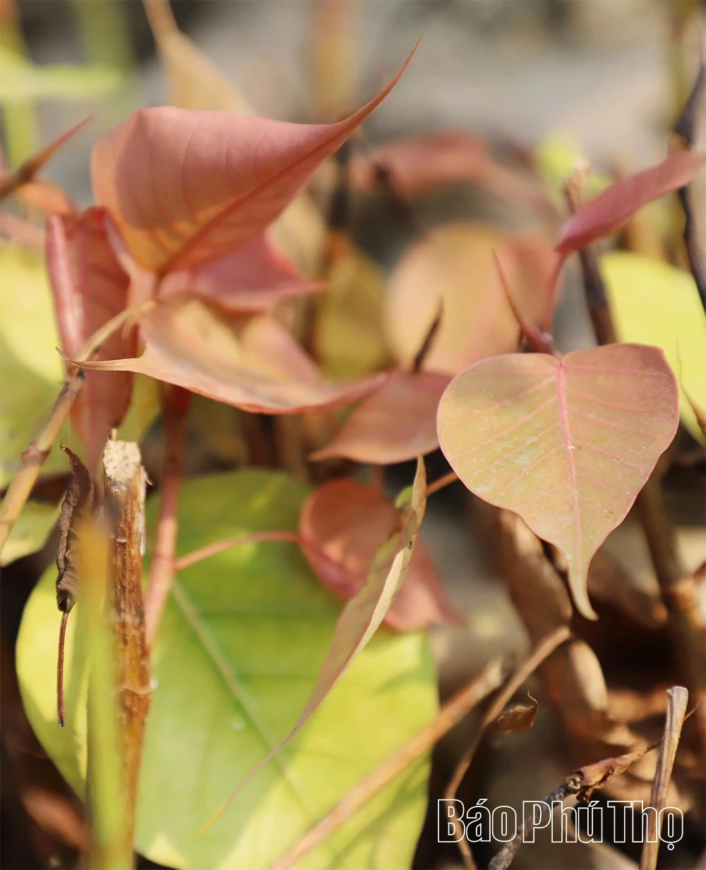 Độc đáo cổng đình Phú Hậu