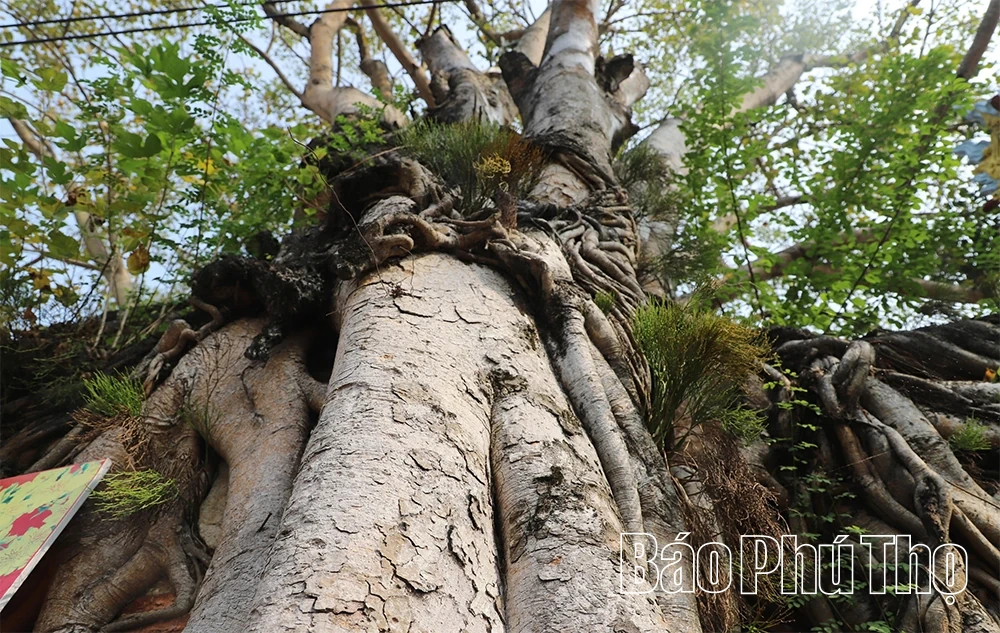 Độc đáo cổng đình Phú Hậu