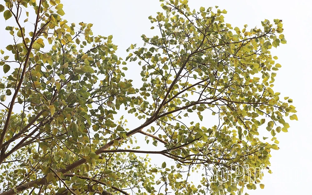 Độc đáo cổng đình Phú Hậu