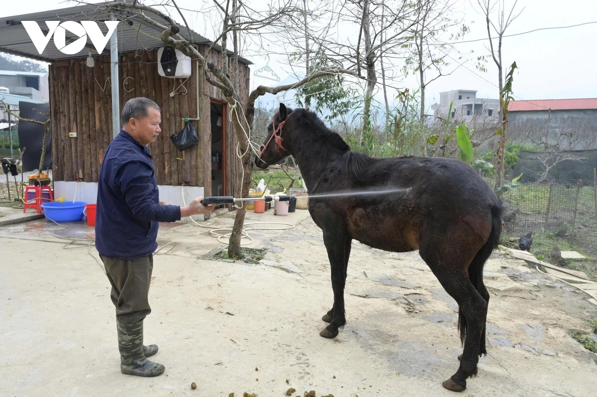 Đến Bắc Hà nghe chuyện vó ngựa trên cao nguyên trắng