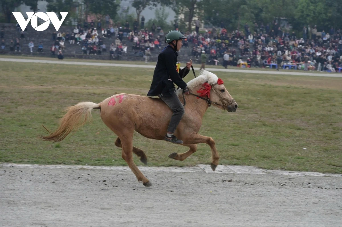 Đến Bắc Hà nghe chuyện vó ngựa trên cao nguyên trắng