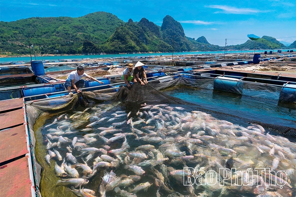 Sức sống mới trên lòng hồ Hòa Bình