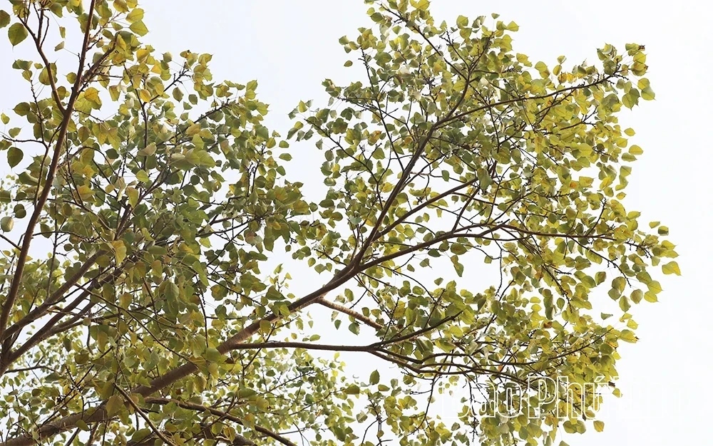 The Unique Gate of Phu Hau Communal House