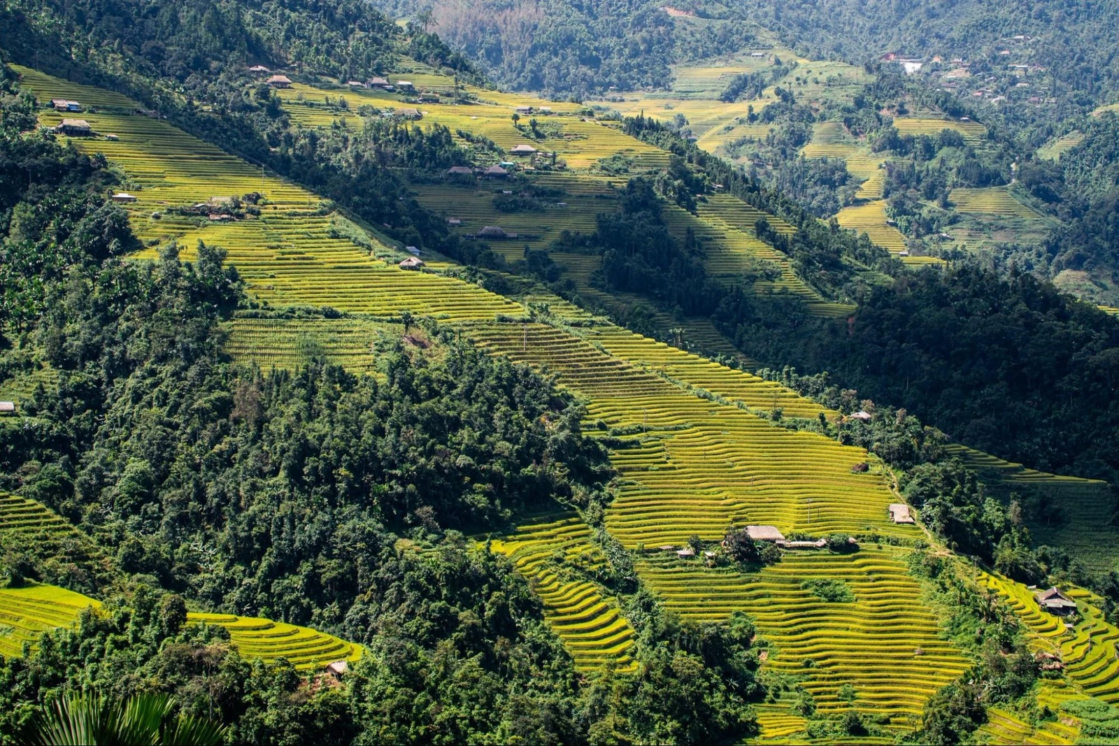 Du lịch Hà Giang mùa nào đẹp nhất? Gợi ý thời điểm lý tưởng để khám phá Hà Giang trọn vẹn