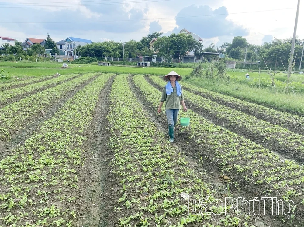 Tam Đảo chuyển dịch cơ cấu cây trồng gia tăng giá trị