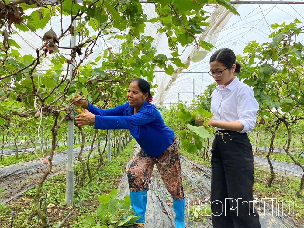 Tam Đảo chuyển dịch cơ cấu cây trồng gia tăng giá trị