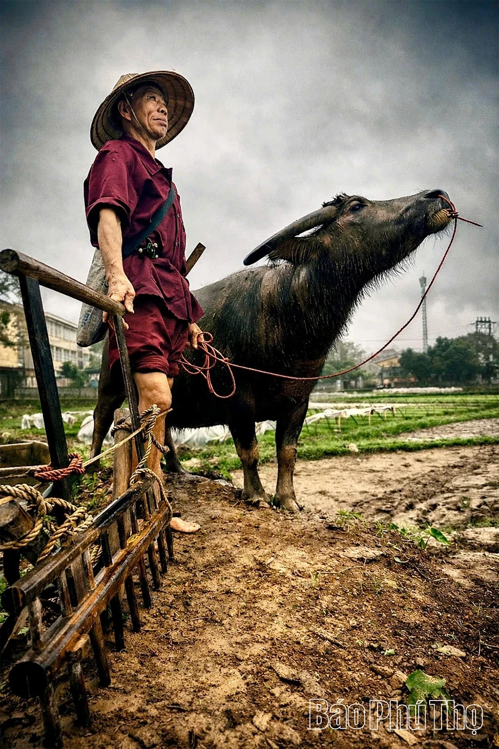 Đường cày mở lộc: Chuyện con trâu tốt giữa mùa Xuân