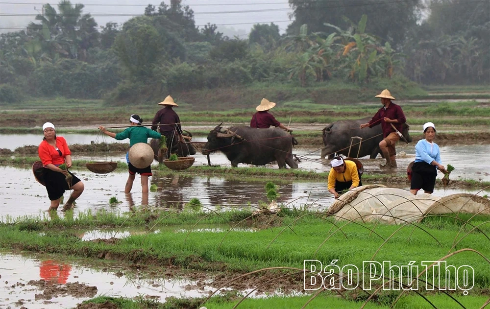Đường cày mở lộc: Chuyện con trâu tốt giữa mùa Xuân