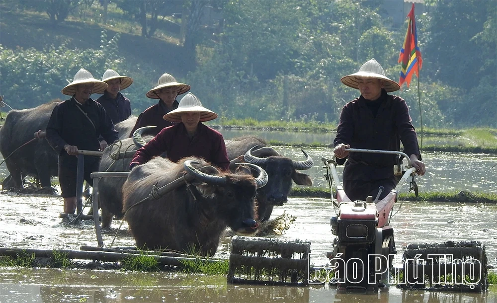Đường cày mở lộc: Chuyện con trâu tốt giữa mùa Xuân