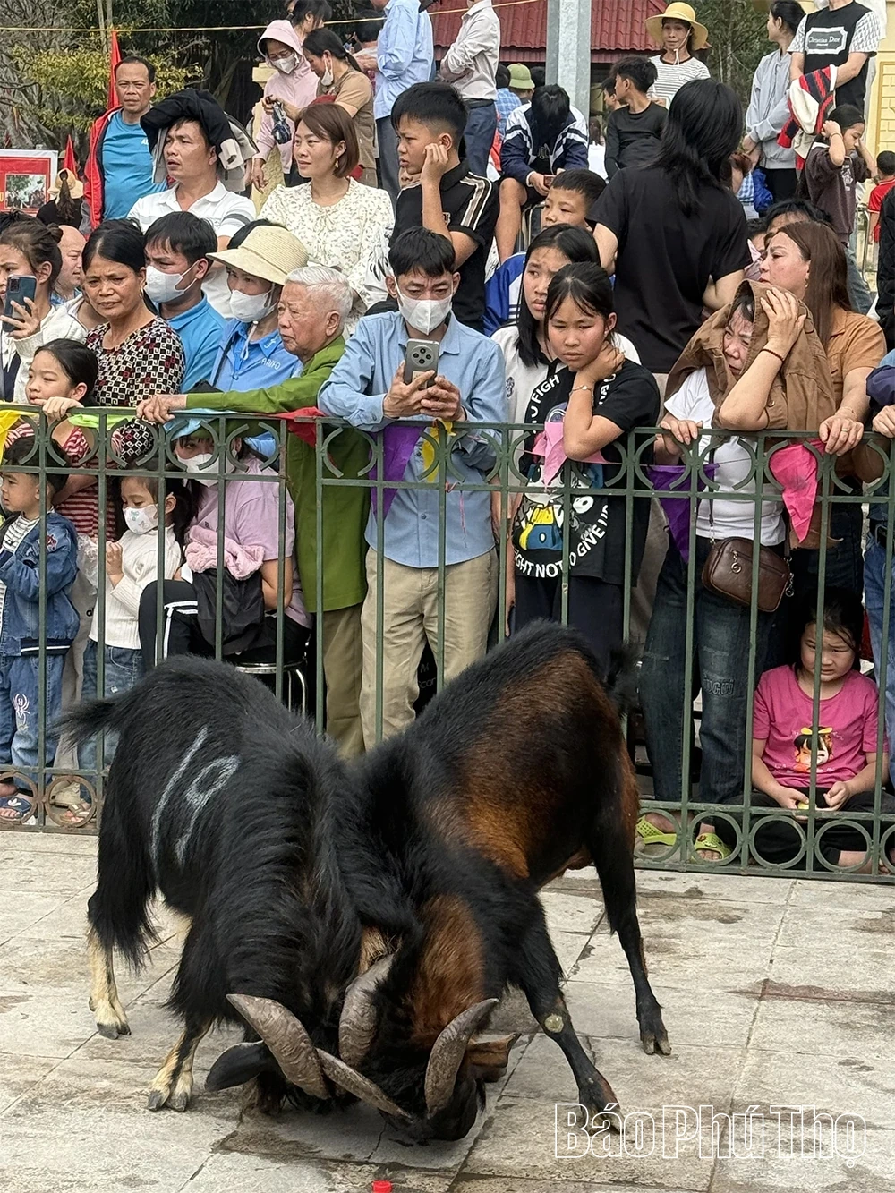 Độc đáo hội chọi dê trong Lễ hội xuống đồng của dân tộc Cao Lan
