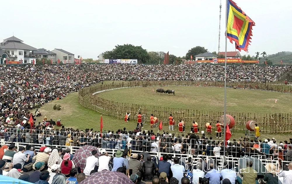 Khai mạc Lễ hội chọi trâu Hải Lựu Xuân Bính Ngọ 2026
