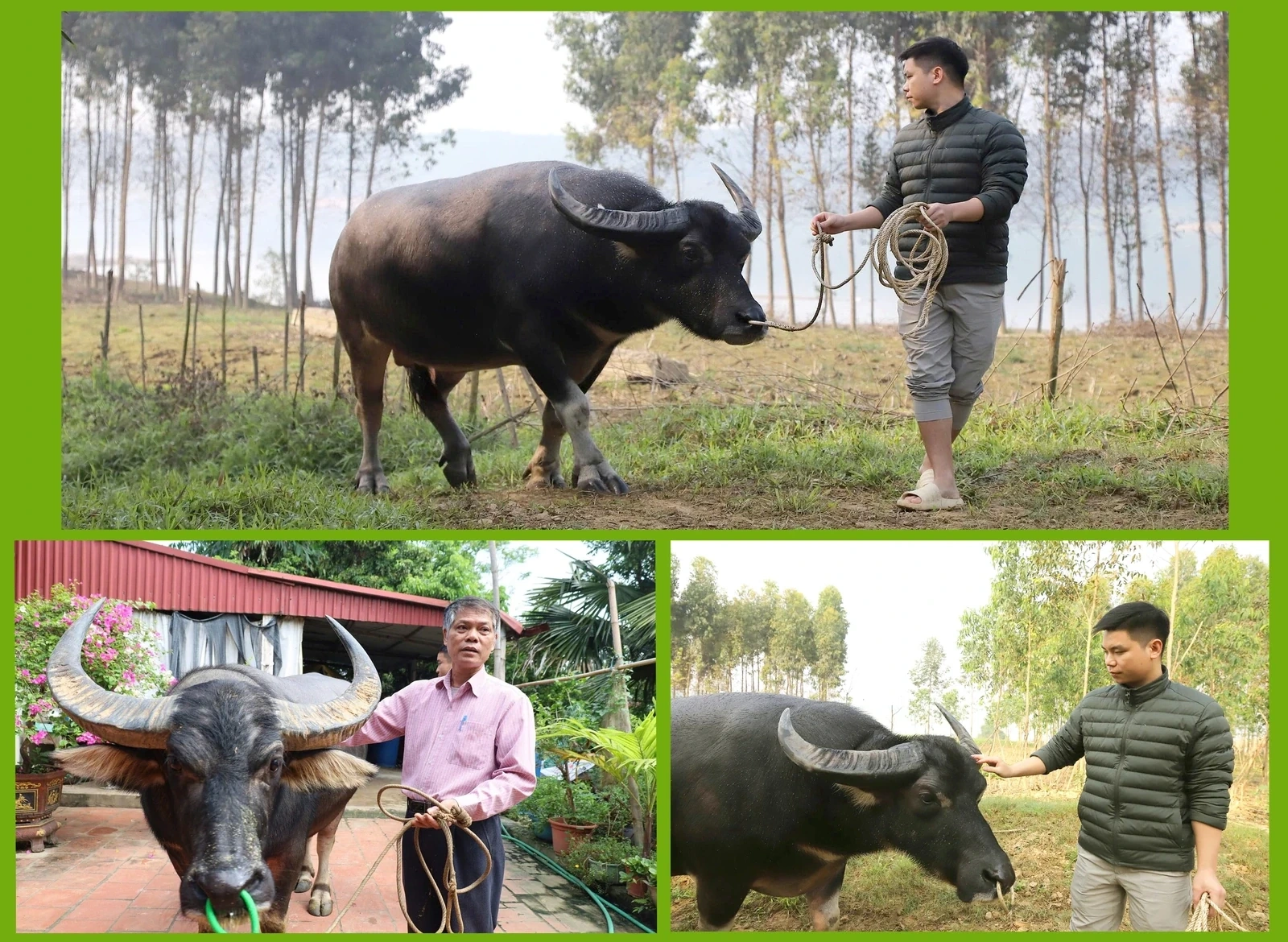 The Art of Raising Fighting Buffaloes in Hai Luu