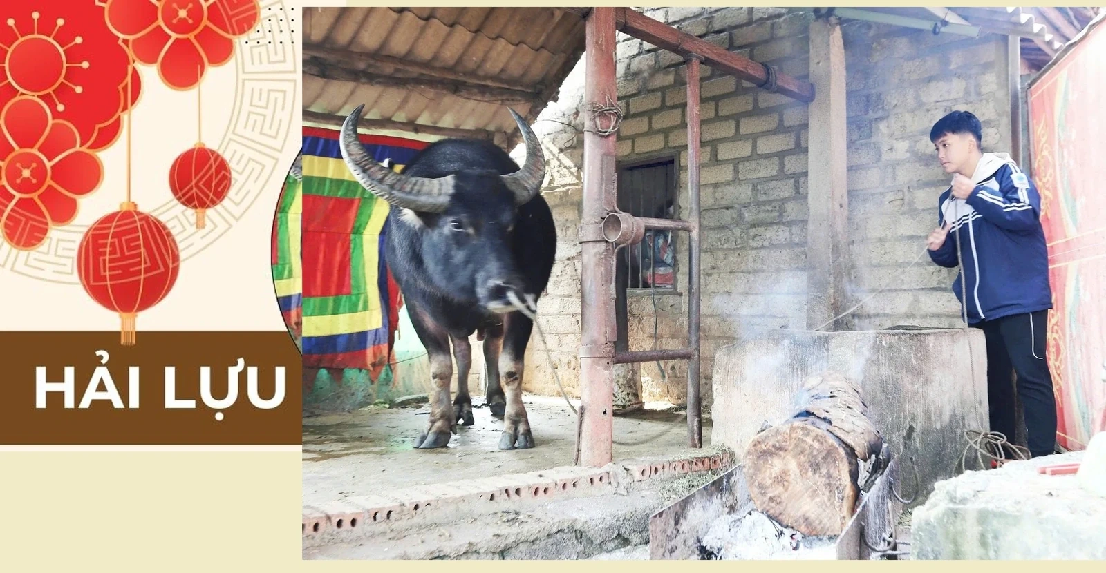 The Art of Raising Fighting Buffaloes in Hai Luu