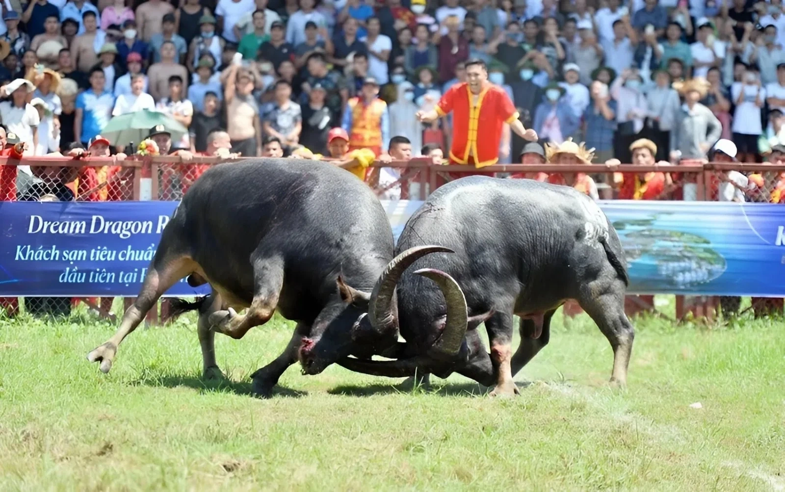 The Art of Raising Fighting Buffaloes in Hai Luu