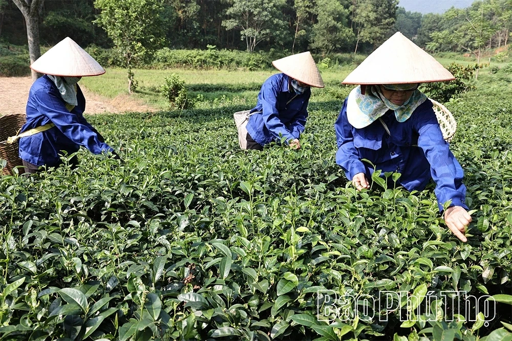 “Golden Season” Awakens the Tea Hills