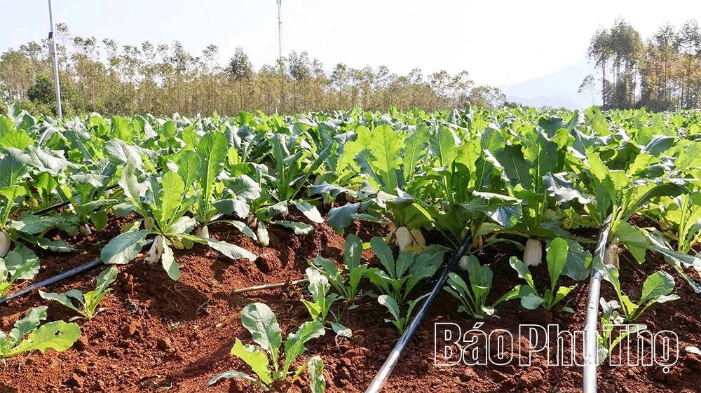 Nông nghiệp xanh - Hướng đi nâng tầm giá trị nông sản