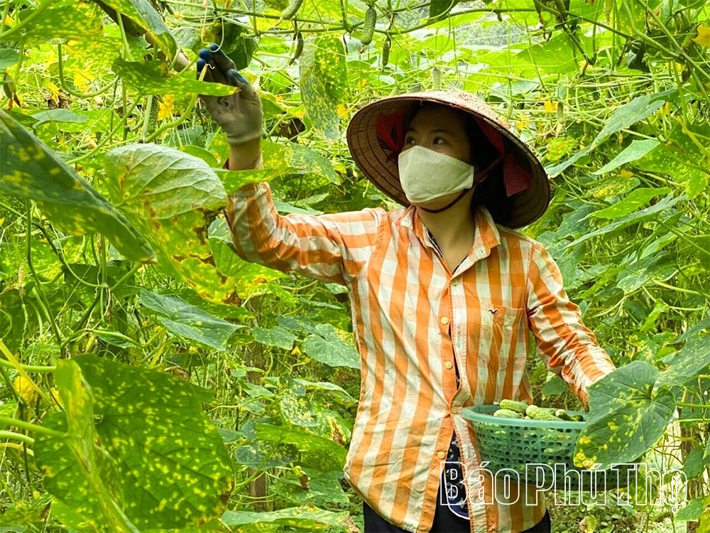 Nông nghiệp xanh - Hướng đi nâng tầm giá trị nông sản