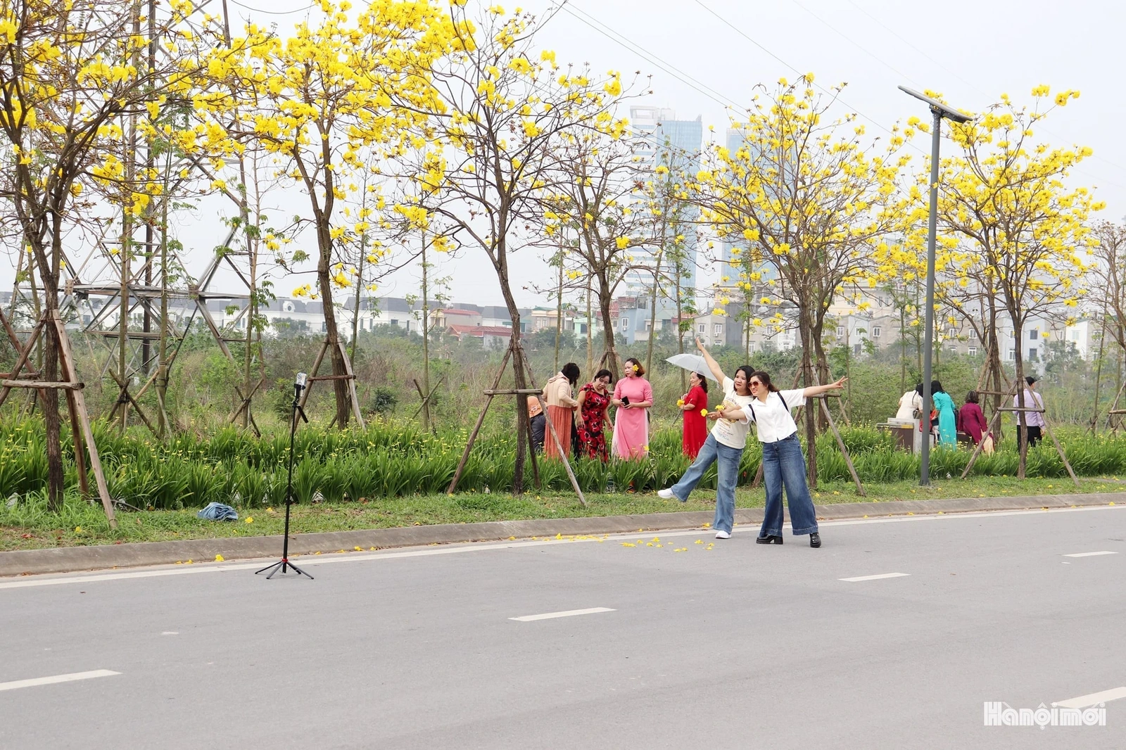 Phong linh vàng óng, mộc miên rực đỏ gọi bước chân du khách