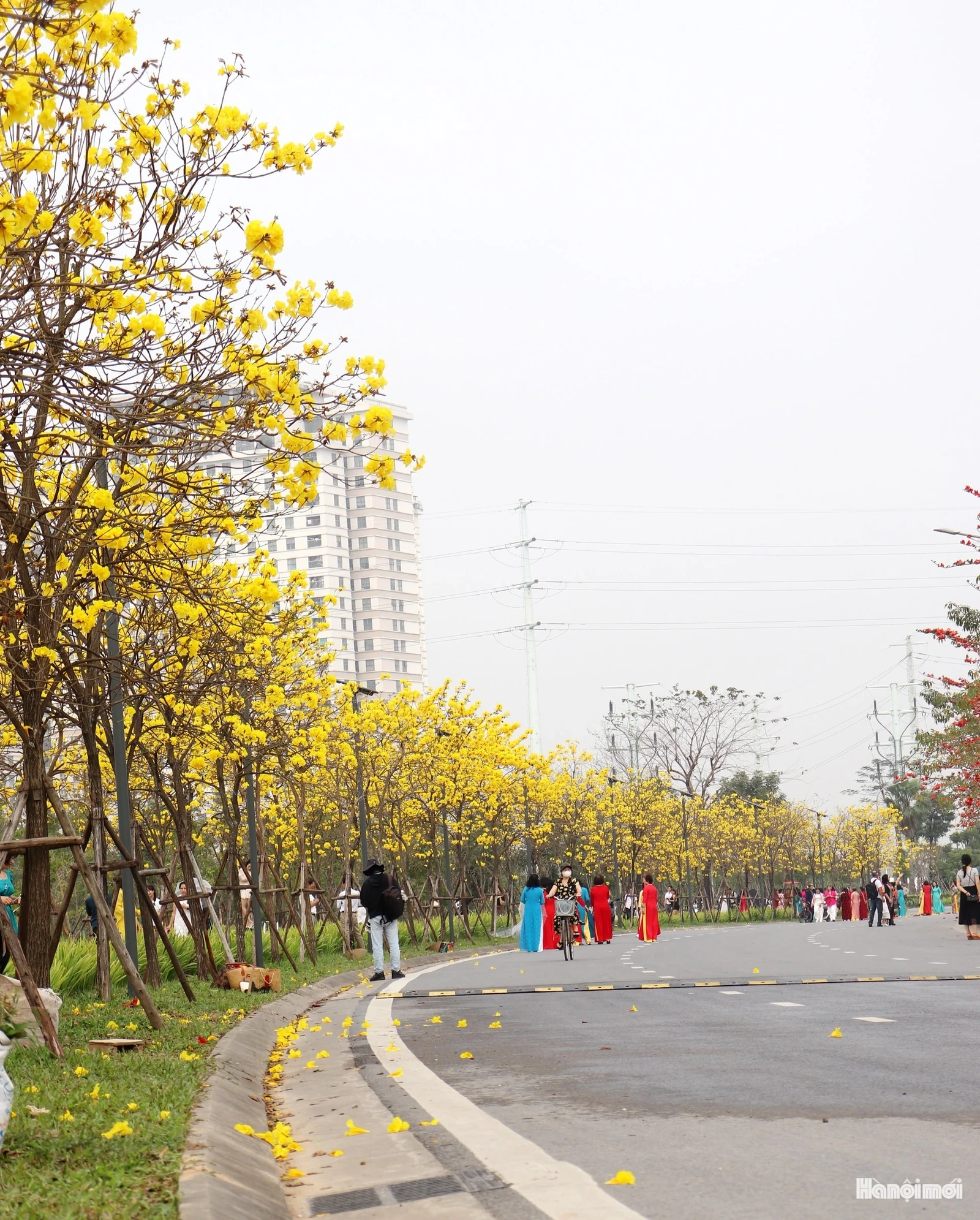 Phong linh vàng óng, mộc miên rực đỏ gọi bước chân du khách