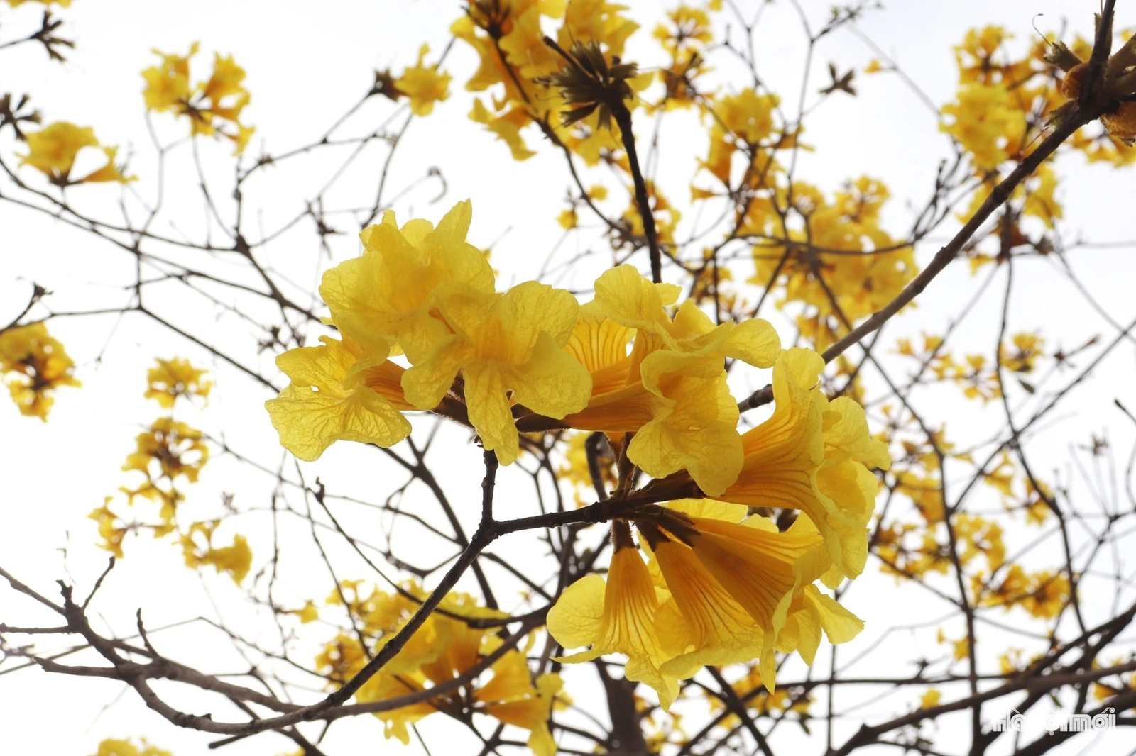 Phong linh vàng óng, mộc miên rực đỏ gọi bước chân du khách