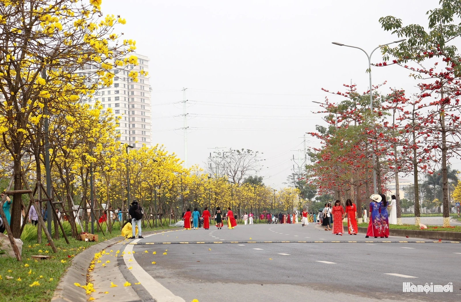 Phong linh vàng óng, mộc miên rực đỏ gọi bước chân du khách