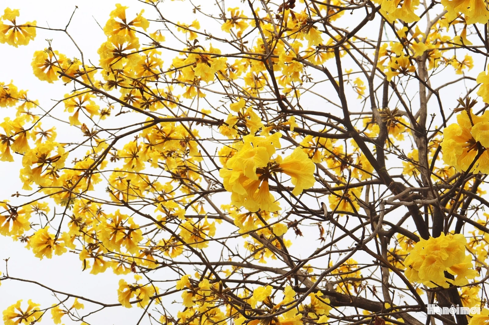 Phong linh vàng óng, mộc miên rực đỏ gọi bước chân du khách