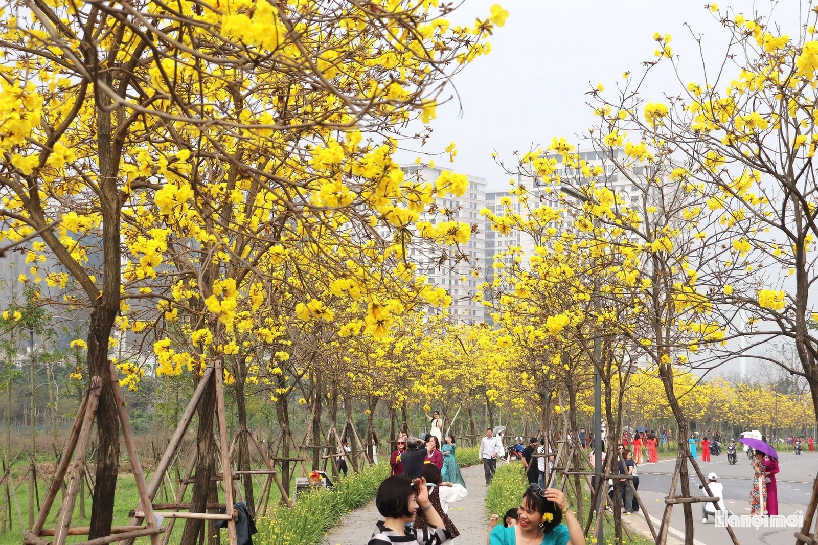 Phong linh vàng óng, mộc miên rực đỏ gọi bước chân du khách