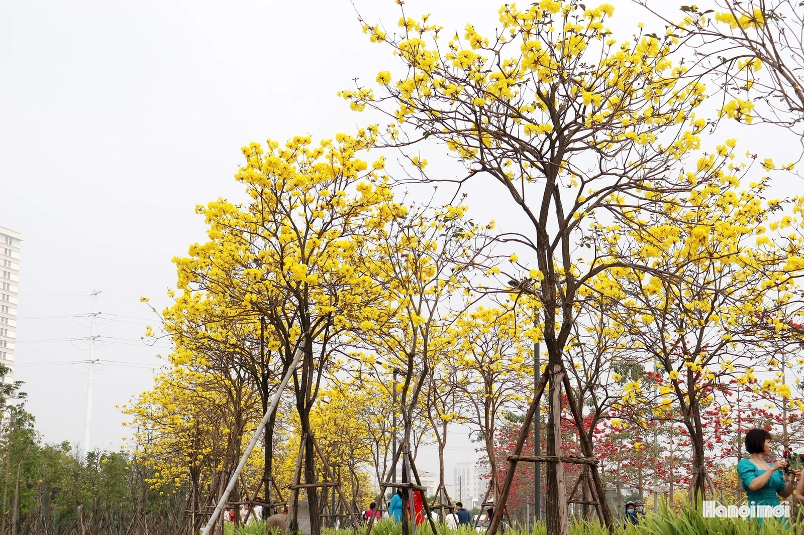 Phong linh vàng óng, mộc miên rực đỏ gọi bước chân du khách