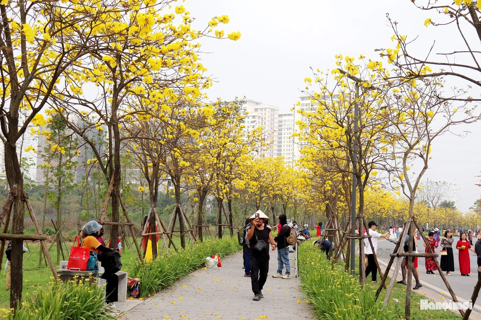 Phong linh vàng óng, mộc miên rực đỏ gọi bước chân du khách