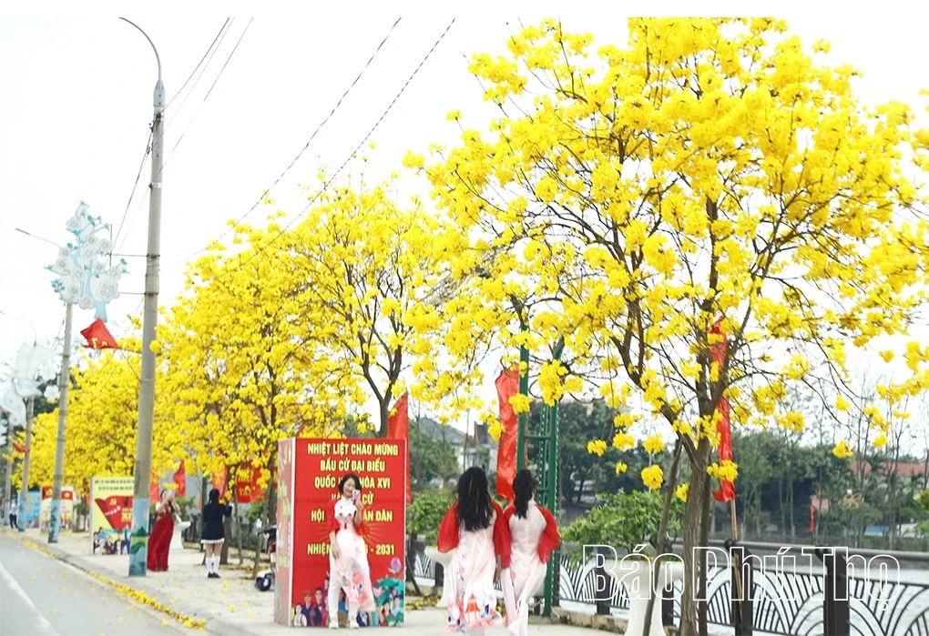 Ngỡ ngàng trước vẻ đẹp hoa phong linh, xã Tam Nông