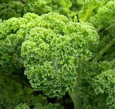 Top 5 loại rau xanh giàu canxi hơn sữa: Giải pháp tự nhiên cho xương chắc khỏe