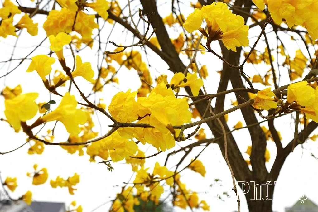 The Beauty of Golden Trumpet Trees in Tam Nong