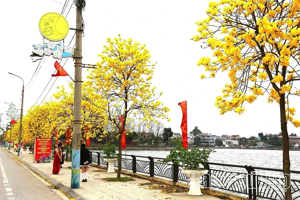 The Beauty of Golden Trumpet Trees in Tam Nong