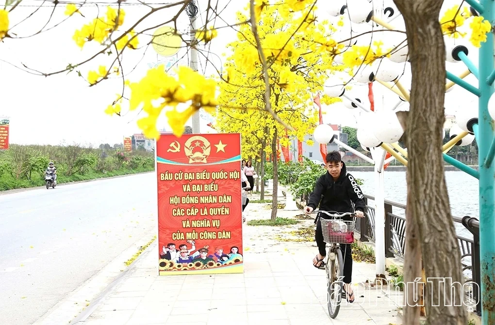 The Beauty of Golden Trumpet Trees in Tam Nong