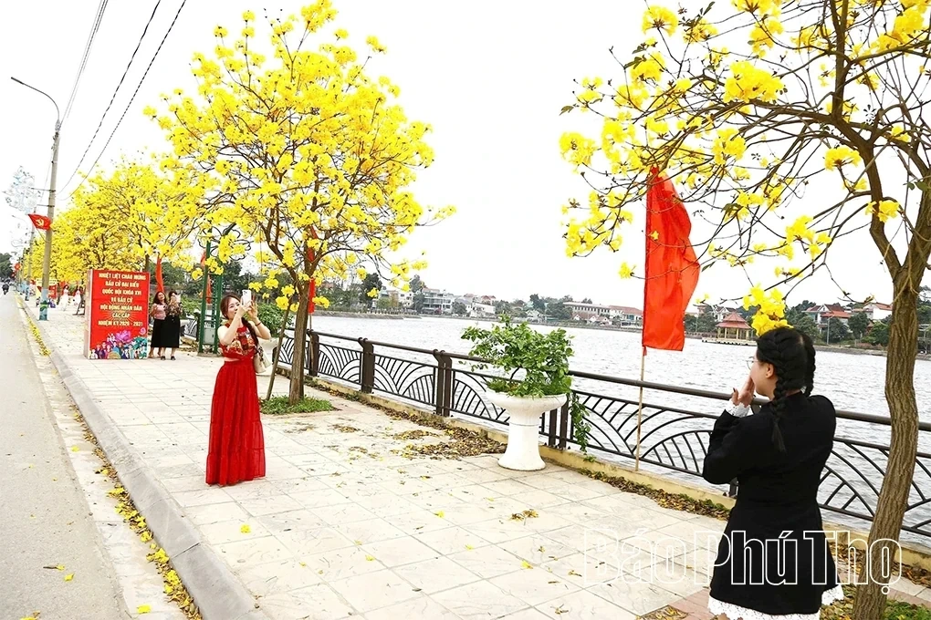 The Beauty of Golden Trumpet Trees in Tam Nong