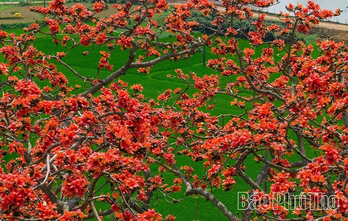 The Enchanting Red Silk Cotton Season in Son Dong