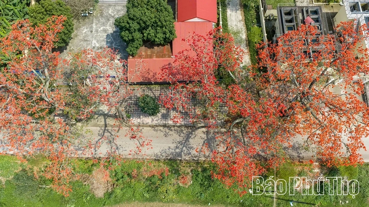 The Enchanting Red Silk Cotton Season in Son Dong